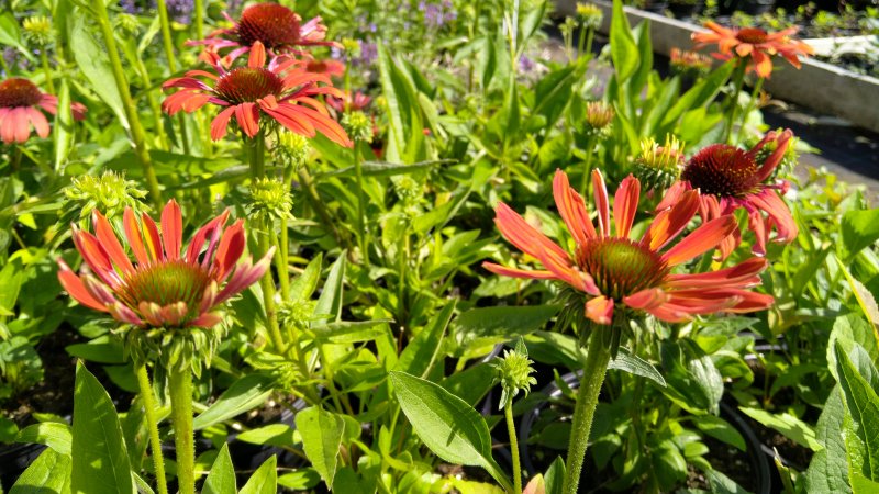 Echinacea 'Julia' Kaunopunahattu